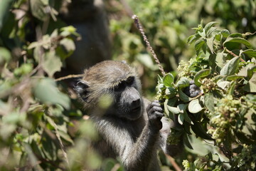 baboon eating in arusha national park monkey portrait tanzania safari