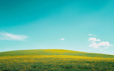 Obraz premium Beautiful yellow wildflowers bloom under a clear blue sky on a sunny day at a serene hillside