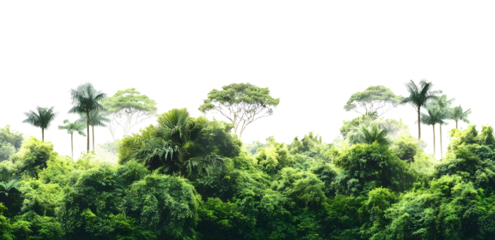 PNG Amazon rainforest landscape nature scenery green.