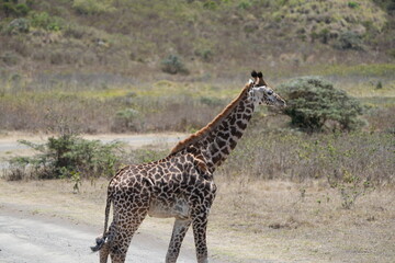 portrait of a baby giraffe in arusha national park tanzania