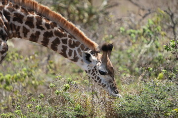 giraffe in the savannah arusha national park tanzania