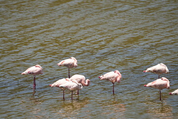 flamingos in the lake of arusha national park tanzania