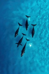 Pod of dolphins swim in open ocean viewed from above for marine study or tourism