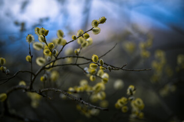 Blossoming willow branches on dark background, 