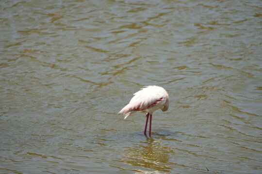 portrait of a flamingo standing in the lake of arusha national park, safari, wildlife bird flamingo