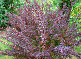 Obraz premium Thunberg barberry (Berberis thunbergii) grows in the garden