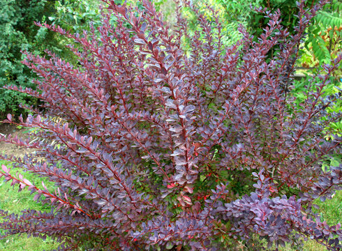Thunberg barberry (Berberis thunbergii) grows in the garden