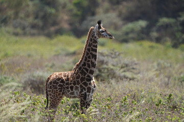 portrait of a baby giraffe in arusha national park tanzania