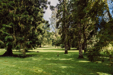 Bali botanic park with giant trees in Indonesia.
