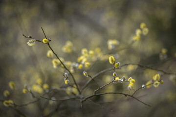 Blossoming willow branches on a background in the early spring