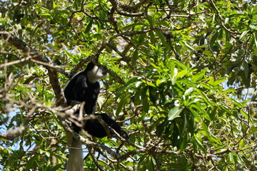 Black-and-White Colobus Monkey in Tree Canopy – Arusha, Tanzania