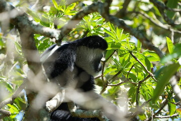 Black-and-White Colobus Monkey in Tree Canopy – Arusha, Tanzania