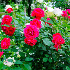 Red rose in a summer garden.