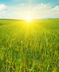 Wheat field and colorful sunrise.