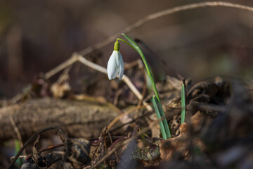 Spring white flower Snowdrop - Galanthus in wild forest