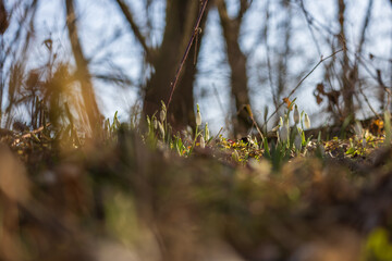 Spring white flower Snowdrop - Galanthus in wild forest