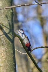 great spotted woodpecker sits looking in the tree in the sun