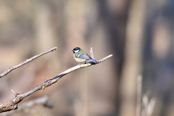 great tit on a branch in the sun, looks around