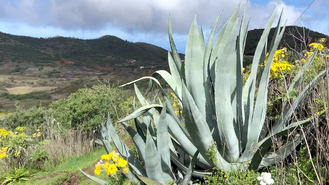 Agave americana or Pitera,Century plant tropical succulent plants growing wild in Parque Rural de Teno Charcas de Erjos,Tenerife,Canary Islands,
Spain,4K 