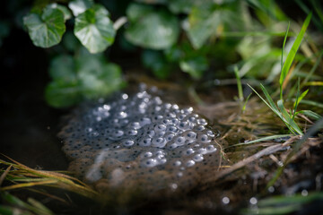 Frog eggs on water surface of pond