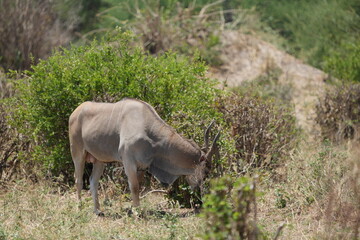 Obraz premium portrait of a waterbuck in tarangire national park tanzania