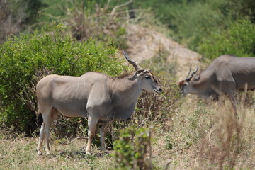 portrait of a waterbuck in tarangire national park tanzania