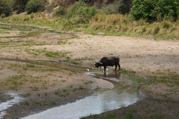 old male buffalo standing at a river in dry season in tarangire national park tanzania