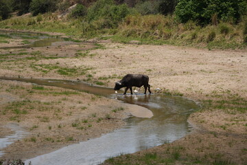old male buffalo standing at a river in dry season in tarangire national park tanzania