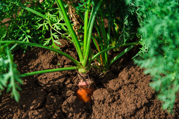 Carrots grow in the field