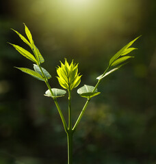 Young tree over forest background in spring