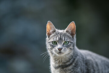 Gray cat with green eyes on blurred background. Selective focus.