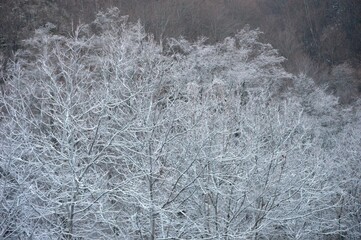 trees covered with snow and frost