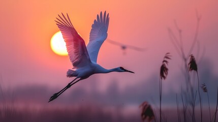 Obraz premium A heron gracefully soars against a vibrant sunset sky over a serene wetland, capturing the essence of peace and natural beauty.