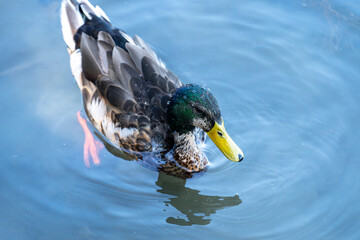 Swimming duck in the lake