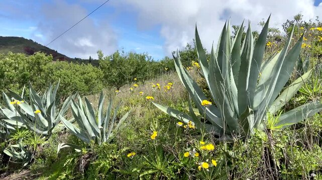 Agave americana or Pitera,Century plant tropical succulent plants growing wild in Parque Rural de Teno Charcas de Erjos,Tenerife,Canary Islands,
Spain,4K 