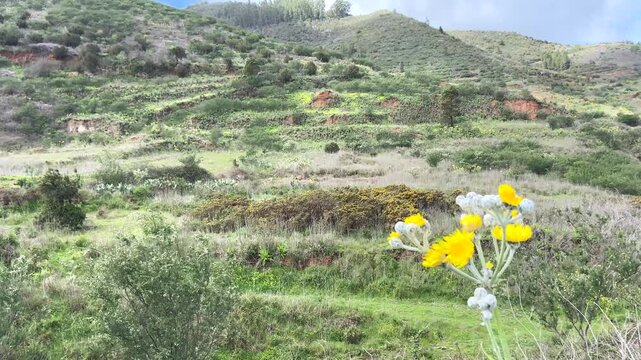 Beautiful view of Parque Rural de Teno Charcas de Erjos,Tenerife,Canary Islands,Spain with yellow flowers of  Sonchus acaulis on the foreground,4K