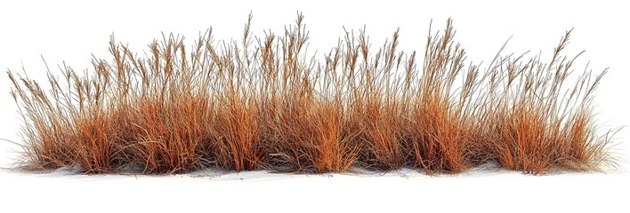 Isolated Molinia caerulea Grass Clump