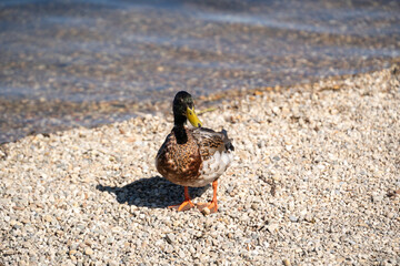 Duck on the lake shore