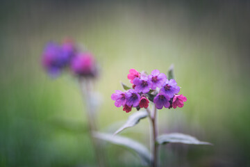 Lungwort, springtime purple flower in the meadow. Shallow depth of field.
