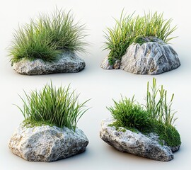 Four Isolated Rock and Grass Arrangements Including Acorus gramineus