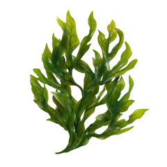 Vibrant green seaweed illustrated in detail against a transparent background. transparent background