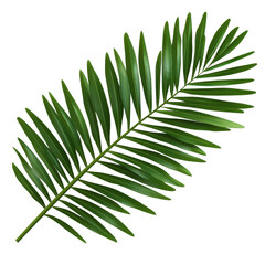 Vibrant green palm leaf showcasing nature's intricate details and beauty. transparent background