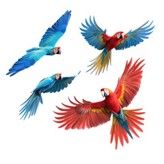 Fototapeta premium Vibrant macaws in flight showcasing their stunning plumage and graceful movements. transparent background