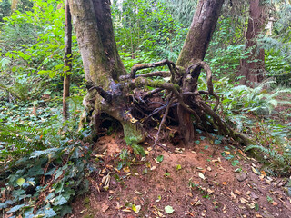 
200characters
ChatGPT said:
Twisted roots sprawl over the earth, gripping the forest floor with...