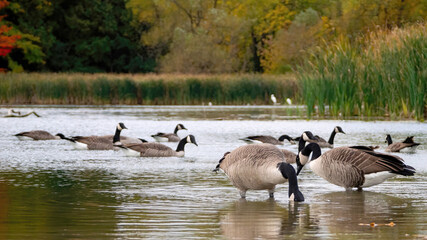 A flock of Canada Goose is staying by the waterside.