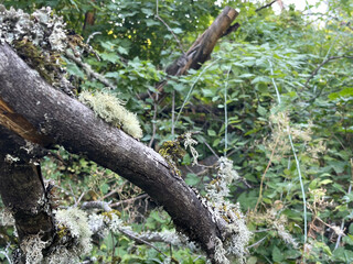 Lichen and moss cling to a weathered branch, their delicate forms contrasting with the rough bark. Surrounded by lush green foliage, the intricate textures highlight nature’s quiet resilience and beau
