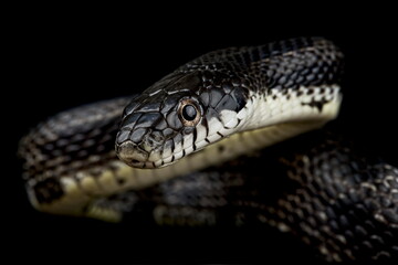 Black ratsnake (Pantherophis obsoletus obsoletus)