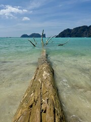 Dead tree fallen in the ocean