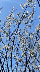 tree branches against blue sky