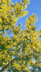 Mimosa jaune  au printemps 